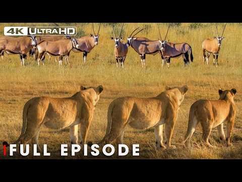 Greatest Fights In The Animal Kingdom | The Fight for Survival | Nature Animal Documentary