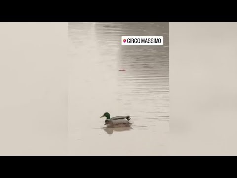 Circo Massimo allagato, una papera fa il bagno nel centro dell'arena