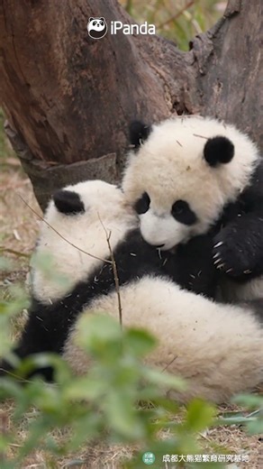 Two Fluffyballs Fighting For The “World’s Cutest” Title | iPanda #shorts