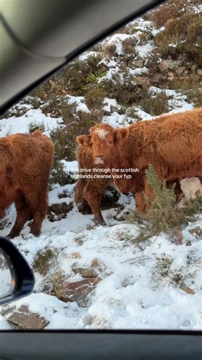 Pure magic 🙂‍↔️🏴󠁧󠁢󠁳󠁣󠁴󠁿 #scottishhighlands #isleofskye #ruralliving #wintermagic #countrysidelife