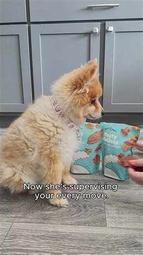 She heard the treat bag ONCE and clocked in as management 😭🐾