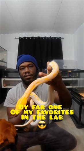 Albino Retic Handling Up Close 🐍🔥 #exoticpets #snake #reticulatedpython
