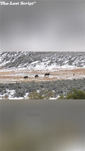 How Wolves Changed Yellowstone Forever