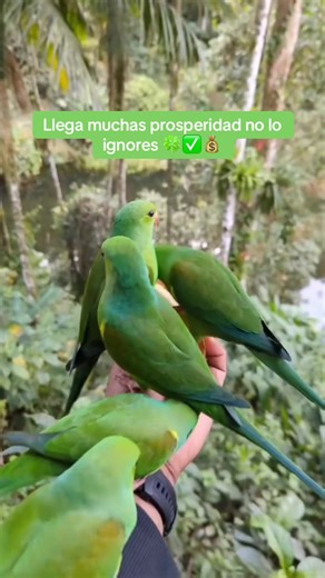 #tarot #parati #lectura #videntestiktok #explorepage✨