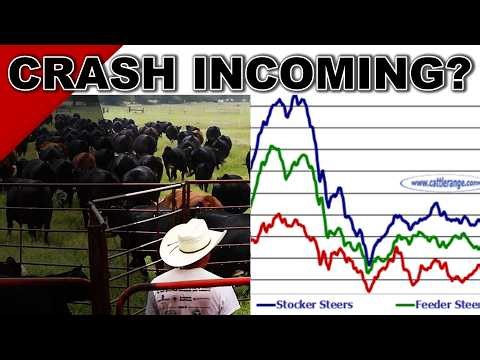 ‼️WHY BEEF CATTLE PRICES ARE EXPLODING (and when they'll crash)