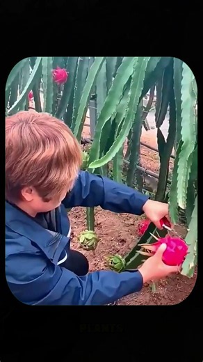 The Secret Reason Farmers Uproot Dragon Fruit Plants #shorts #youtubeshorts #ytshorts