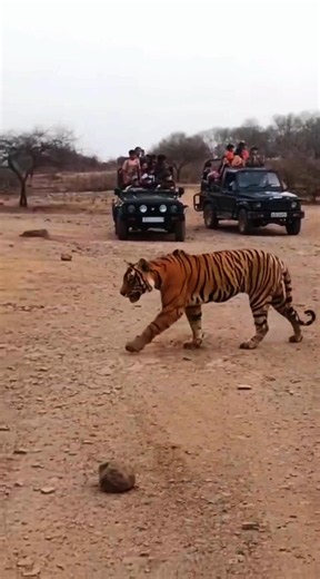 The Wild Soul of Ranthambore National Park | Tiger Sightings & Jungle Atmosphere 🌳🐅 #shorts