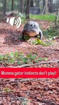 Momma gator don’t play!! #gator #reptiles #alligator