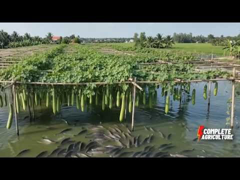 The Ultimate Integrated Farming: Growing Gourds Above, Raising Fish Below! 🐟🥒