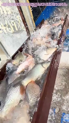 Stocking the Living Pantry: A Controlled Start for Freshwater Harvests