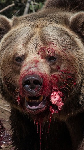 Army Veteran Torn Apart By Grizzly Until His Bear Spray Explodes In Her Mouth #scarybearattacks