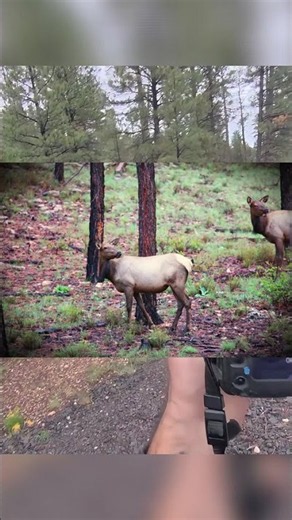 Photographing Wild Elk Up Close – Grand Canyon South Rim 📸