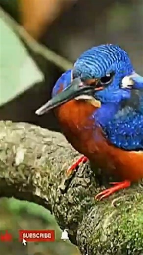 The Most Colorful Birds on Earth | Nature’s Living Masterpieces in 4K #shorts #animals #soundbirds