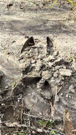 Forest in Fall 2026 E46: A Moose Was Here! Deep Hoof Prints in the Sand #Moose #Nature