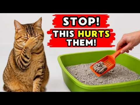 Stop These Litter Box Mistakes — THEY HURT YOUR CAT!