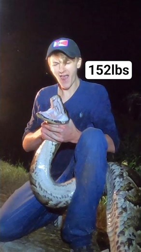 152lb MONSTER PYTHON #python #snake #wildlife #florida #nature