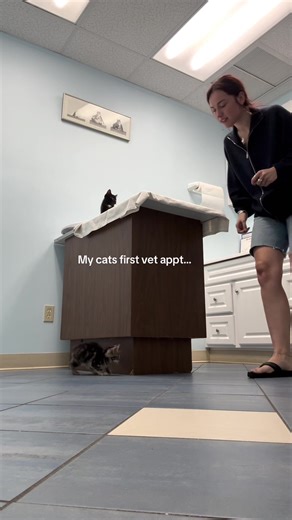 Cats fight for their lives #funny #cat #vet #catsoftiktok #funnyvideos | cats