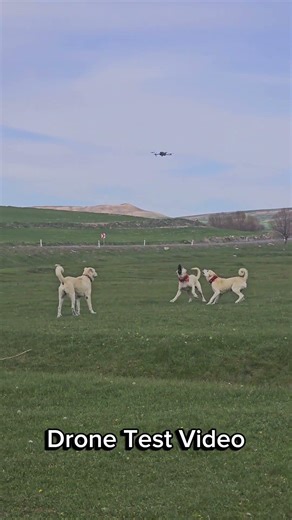“This Is How We Train Our Kangal Dogs Against Birds of Prey”
