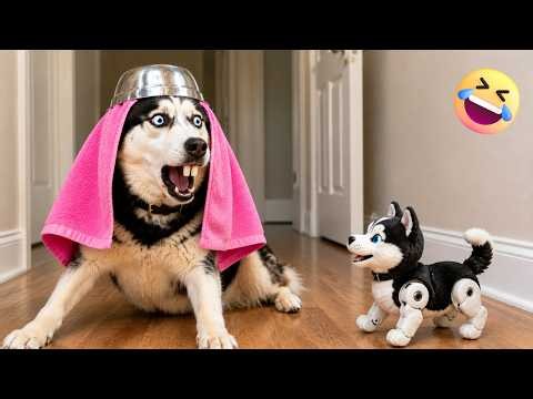Funny Animal Videos 😂 | Laugh Out Loud With the Funniest Cat & Dog Moments Ever Recorded