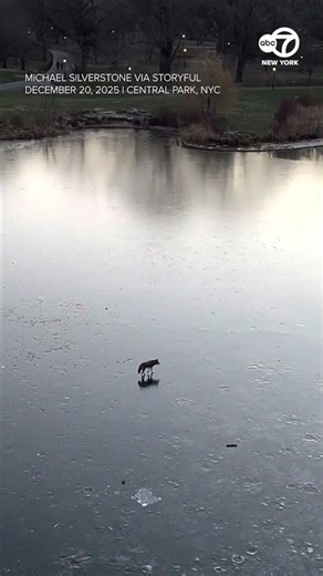 Coyote spotted walking across frozen pond in Central Park