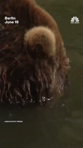 Animals at Berlin Zoo try to cool off as the German capital sizzles in high temperatures