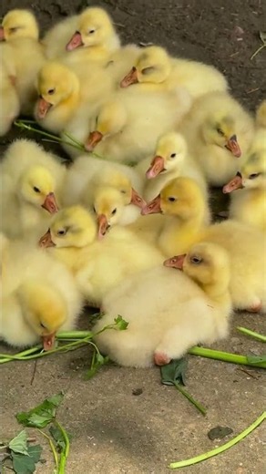Rare Duck Moments Caught on Camera #duck #ducklingspro #cute #animals #goose #funny #duckling #pets