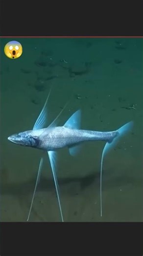 Tripod Fish – Samundar ka Alien Fish 😱 Deep Sea Facts #gugugaga
