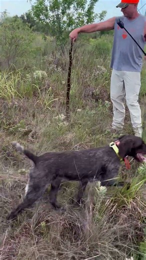 Python Hunting in the Everglades