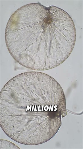 Millions of "alien eggs" turn water into a video game prop