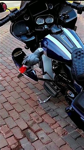 This Bird Is A Real Biker 🦜🔥