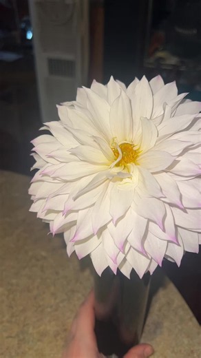 Carlie Layton (@carlie.layton)’s videos with One Flower a Day - Mellow Garden | Music