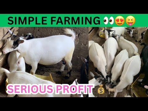 Simple Farming… Serious Profit 👀🐐💰