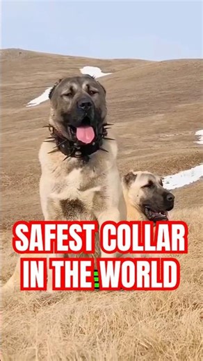 The Collar That Protects Dogs from Wolf Attacks