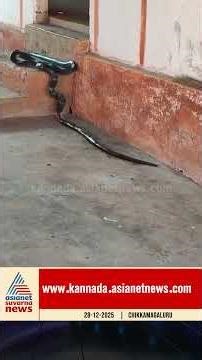 #chikkamagaluru : ಮನೆಯಲ್ಲಿ ಇತ್ತು ಕಾಳಿಂಗ |#shorts #cobra #suvarnanews #kannadanews