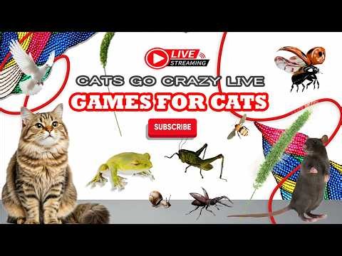 FELINE FUN | ULTIMATE CAT GAMES MARATHON | SPECIAL EDITION 10HOURS