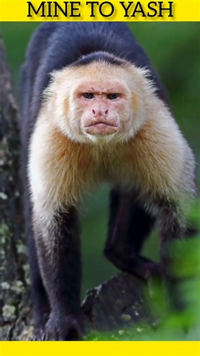 world ke 3 most unique monkey 🙈 | amazing monkey fact #short