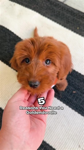 Goldendoodle Personality: Clingy, Loving, and Adorably Chaotic