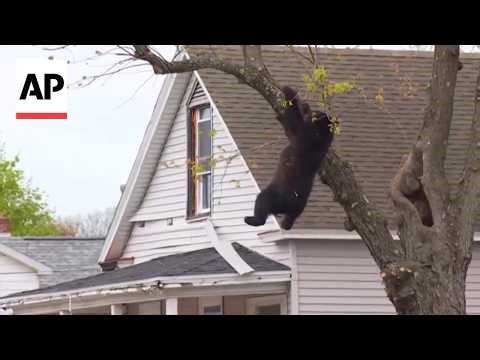 New York police tranquilize and catch a bear as it falls from a tree