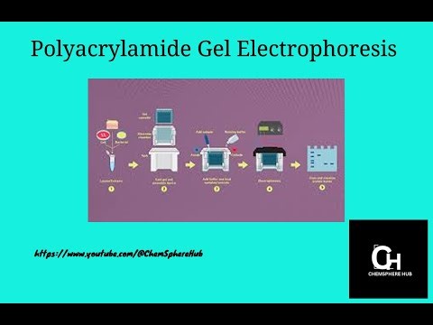 Polyacrylamide gel electrophoresis/ChemSphere Hub/science/chemistry/PAGE