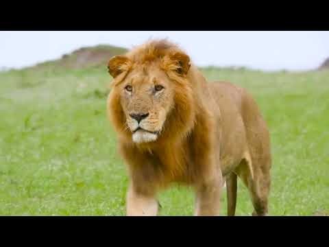 ANIMAL WILDLIFE DISCOVERY | 60FPS 4K ULTRA HD #4K #ANIMALS
