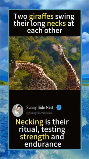 Giraffes Fight With Their Necks!#Giraffe #WildAfrica #AnimalBehavior #Nature #Savanna