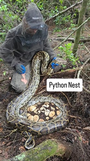 Kev Pav on Instagram: "Do you think Kyle got that 1 mosquito by my head? . #python #snake #reels #wildlife #nature"