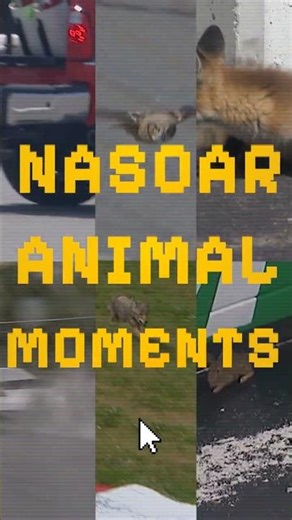 NASCAR uncaged 🦊🐇