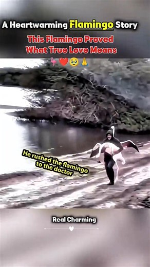A heartwarming Flamingo story ! Flamingo Proved What True Love Means #edit #short