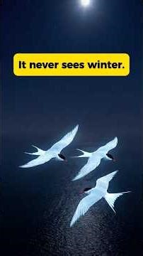 This bird never sees winter. It flies 96,000 kilometers every year. #humanrevealed