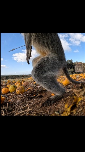 Its fun hunting with remote cameras. Rarely get this lucky. | Tim Wells Relentless Pursuit