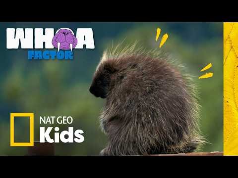 Watch Out for Spikes: Porcupine vs. Cactus! | Whoa Factor | Nat Geo Kids