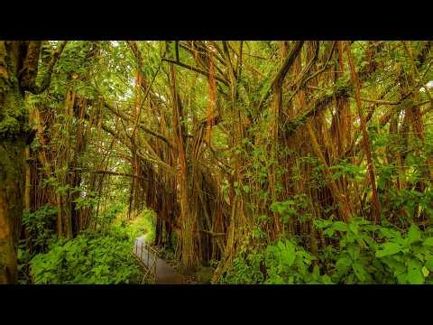 Peaceful Walk Through Hawaii's Tropical Jungle in 4K | Lyon Arboretum with Real Nature Sounds (Ep 3)