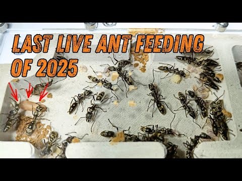 The last Live Ant Feeding of 2025! Let's have a chat!