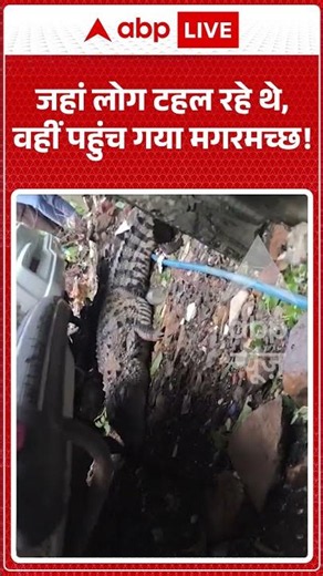 Viral News : जहां लोग टहल रहे थे, वहीं पहुंच गया मगरमच्छ! | #mumbai #viral #rain #monsoon #crocodile